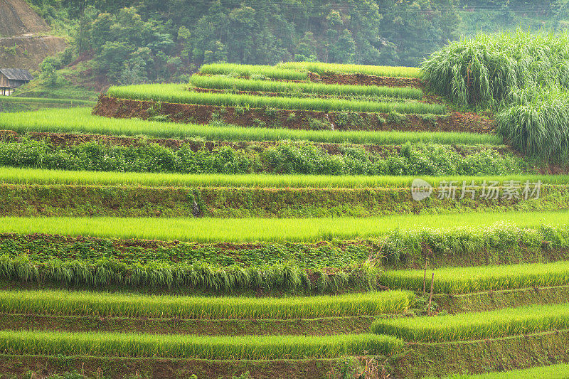 美丽的风景，绿色的稻田准备在越南西北部的梯田日落山在木仓寨，Yen Bai，越南